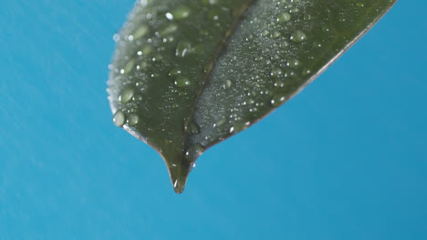 Drops-of-water-drip-from-the-green-leave-down-on-the-blue-background