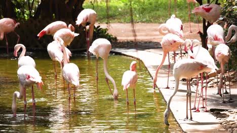 los flamencos se reúnen e interactúan junto al agua