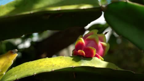primer plano de la fruta del dragón blanco sentado en la parte superior de los cactus rodajas de la fruta del dragón rojo y el cultivo de plantas exóticas pitaya