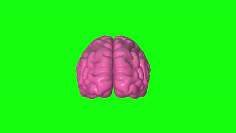 anatomía del cerebro humano en 3d pantalla verde