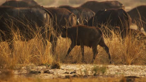 buffalo calf syncerus caffer strides alongside adults through tall golden savanna grass at dawn in protected uganda reserve, dust rising around the herd as morning light warms the plains, slow motion