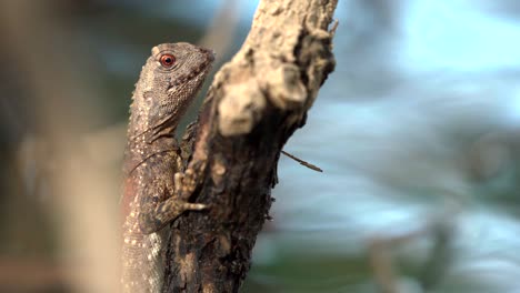 close up of jesus christ lizard location: guyana