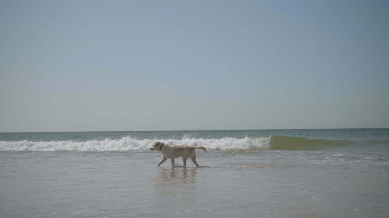 ⁇ 은 날 바다 파도 속에서 달리는 장난스러운 라브라도르.