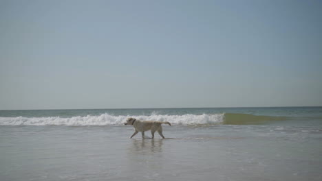 Playful-labrador-running-in-seawaves-during-sunny-day.