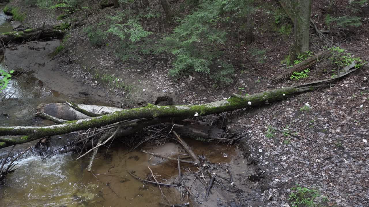 A large tree washed up on the riverbank, offering an artistic perspective with a bit of greenery and fallen leaves on the ground
