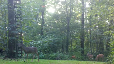 white tail deer doe and her yearlings walk through the woods