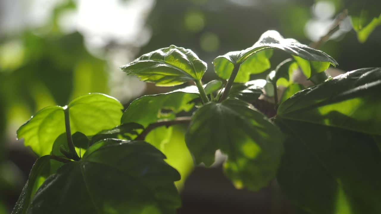 primer plano de hojas verdes vibrantes a la luz del sol