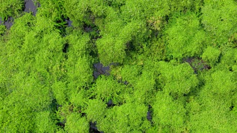 Vista-Giratoria-De-Arriba-Hacia-Abajo-De-Drones-Sobre-El-Bosque-De-Manglares-En-El-Agua