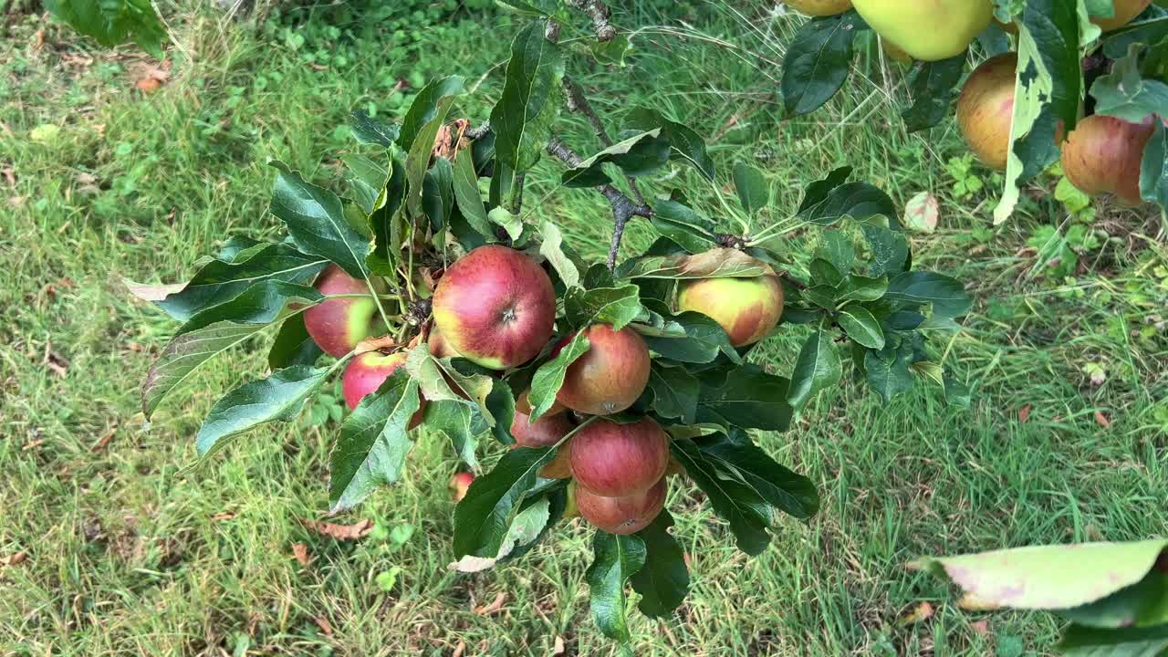 Branch laden with Fiesta eating apples ready for eating