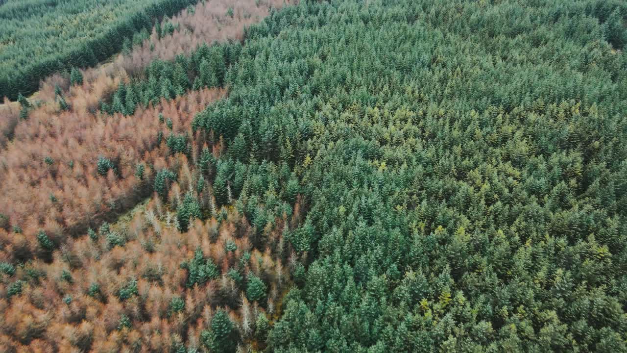 alta vista aérea sobre un vasto y denso bosque siempreverde, inclinado hacia arriba y hacia abajo