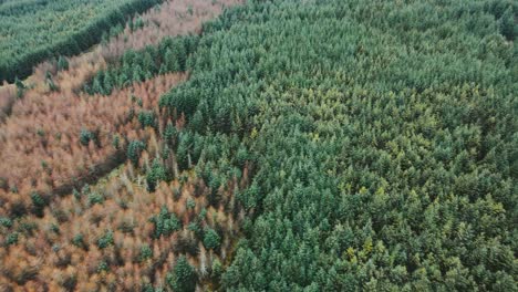 High-aerial-view-over-vast-dense-evergreen-forest,-tilt-up-descending