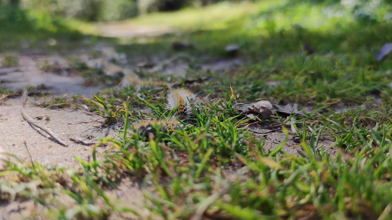 잔디밭에서 행진하는 소나무 애벌레, urticating 곤충, 낮은 각도