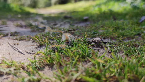 oruga de pino marchando sobre césped, insecto urticante, ángulo bajo