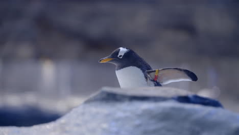 gentoo penguin at bird paradise in mandai, singapore