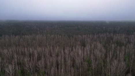 niebla que cubre un bosque de abedul sin hojas durante un sombrío día de invierno.
