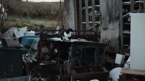 Black-and-white-cat-resting-on-top-of-old-broken-tractor-by-abandoned-house