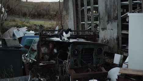 gato negro y blanco descansando en la parte superior del viejo tractor roto por la casa abandonada