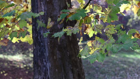 hojas de otoño en un árbol