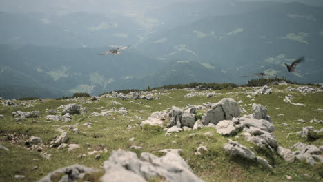 Camera-tracking-forwards-across-the-mountain-frightening-birds-to-fly-away-and-glide-in-the-air-above-valley