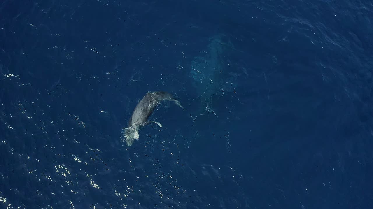 Frolicking humpback whale calf at azure ocean surface slaps flippers