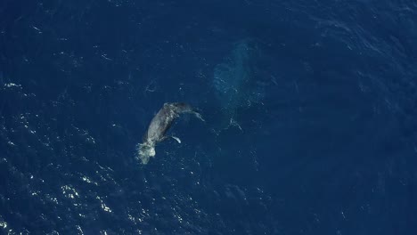 Frolicking-humpback-whale-calf-at-azure-ocean-surface-slaps-flippers