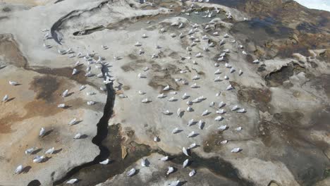 Colonia-De-Gaviotas-Plateadas-Picoteando-Comida-En-Rocas-Costeras-En-Verano---Aves-Marinas-En-Nueva-Gales-Del-Sur,-Australia