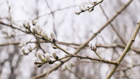 branch of willow tree with blooming young male catkins in spring in forest. spring nature shot with pussy willow branch close up. palm sunday symbol, catkins for easter background