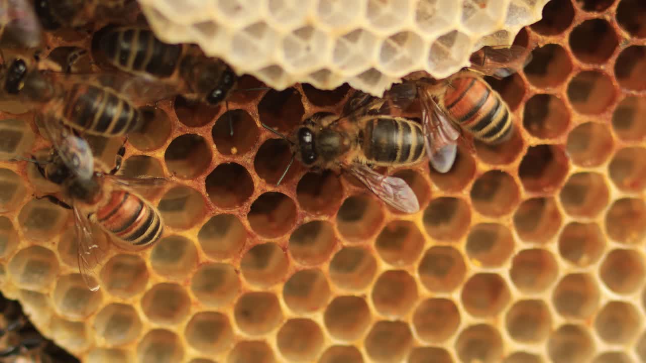 Closeup of Apis Mellifera Carnica or Western Honey Bees taking care of the chambers within a layered honeycomb structure