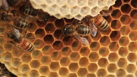 Nahaufnahme-Von-Apis-Mellifera-Carnica-Oder-Westlichen-Honigbienen,-Die-Sich-Um-Die-Kammern-Innerhalb-Einer-Geschichteten-Wabenstruktur-Kümmern