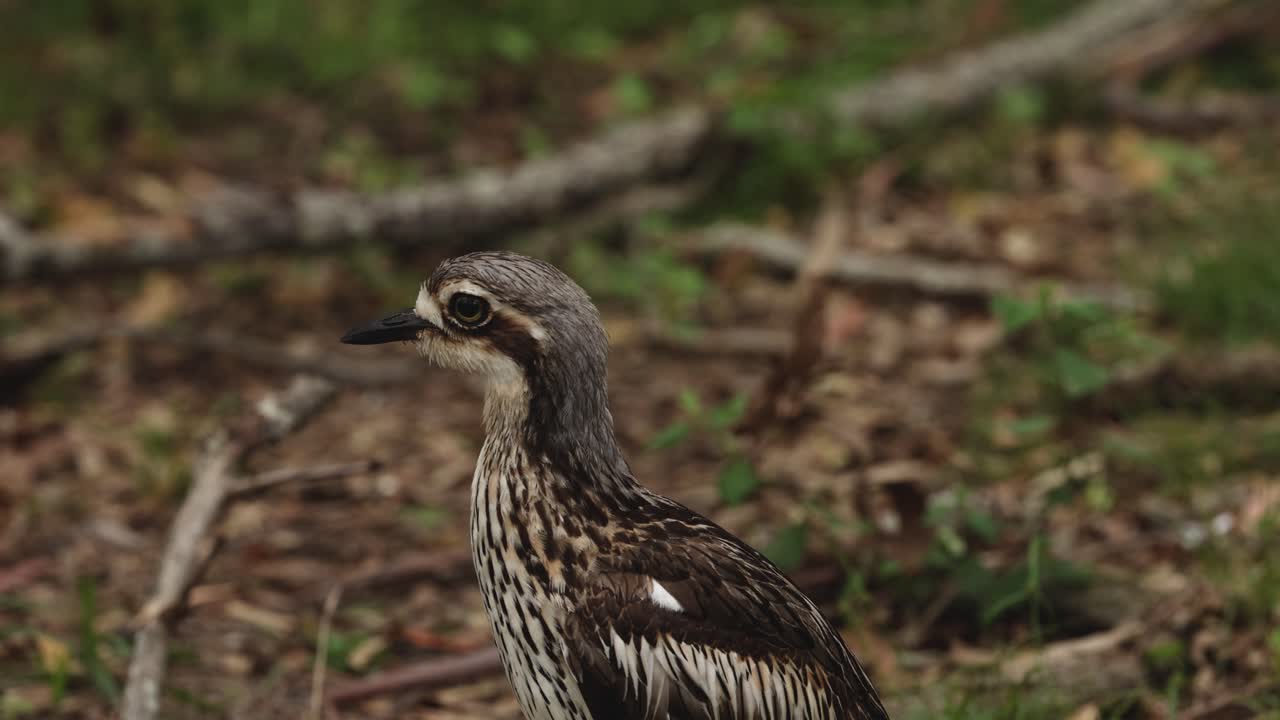 observando el comportamiento de un pájaro rizado al aire libre