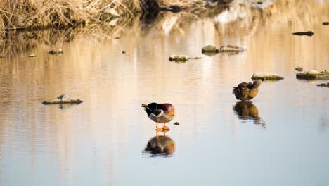 two wild mallard ducks standing on stones in shallow stream or pond preening plummage or cleaning feathers, ducks couple reflected in water surface under sunset light in winter