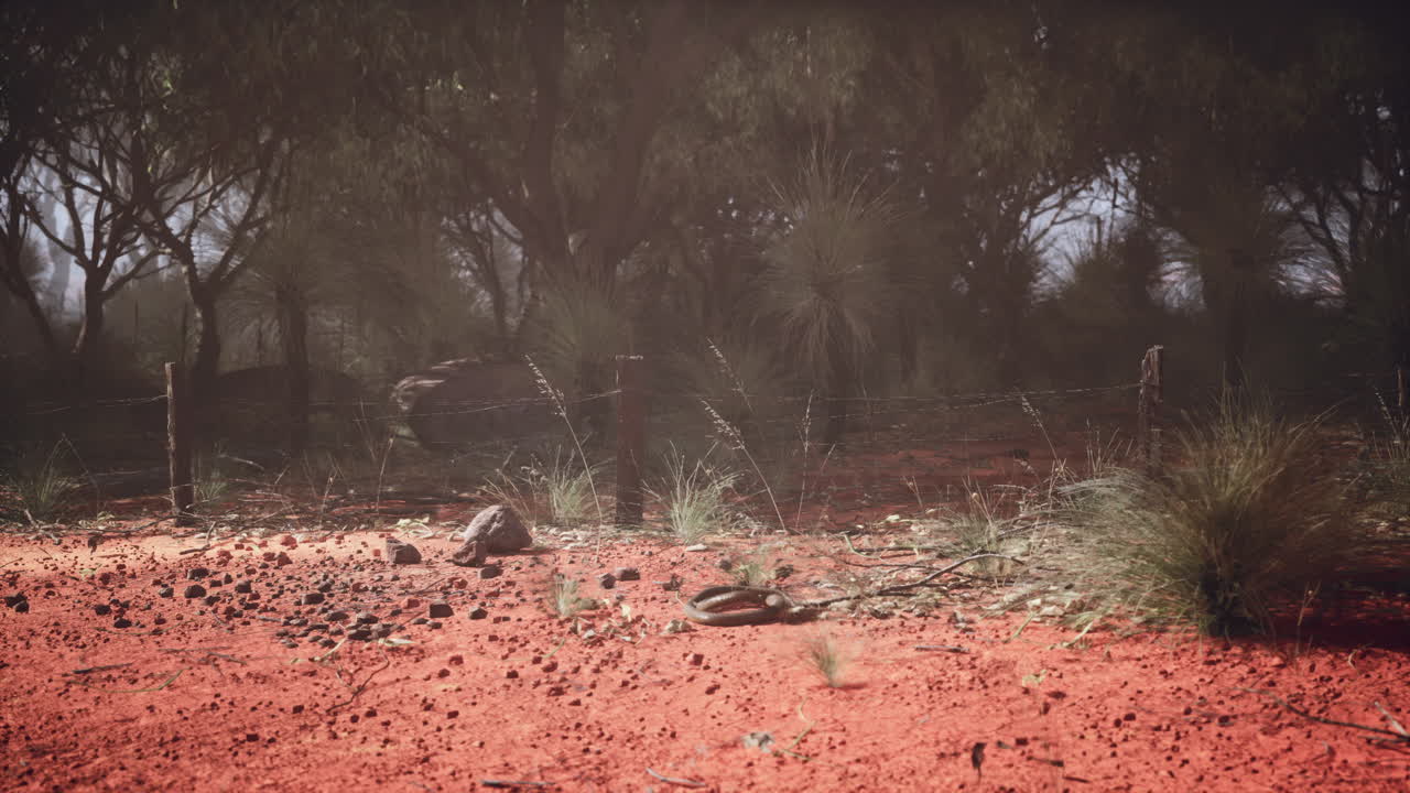 Deserto di sabbia rossa con alberi e una recinzione