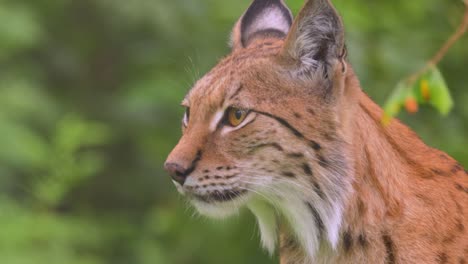 The-Eurasian-lynx-(Lynx-lynx)-in-the-forest.