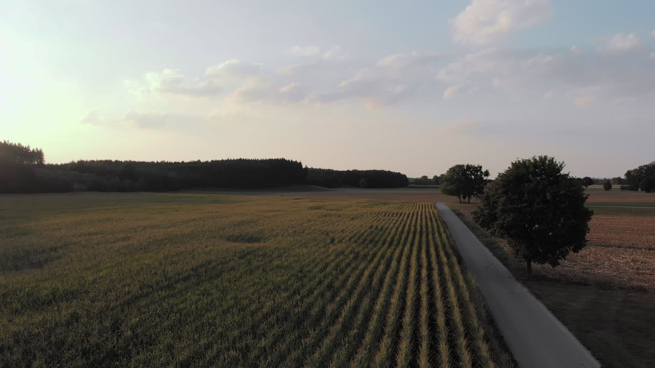 Aerial Drone flight over a cornfield in the sunset in Bavaria, Germany.