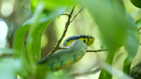 Srilankische-Grüne-Grubenotter-Craspedocephalus-Trigonocephalus-Ceylon-Grubenotter-Grüne-Schlange-Endemische-Haustierschlange