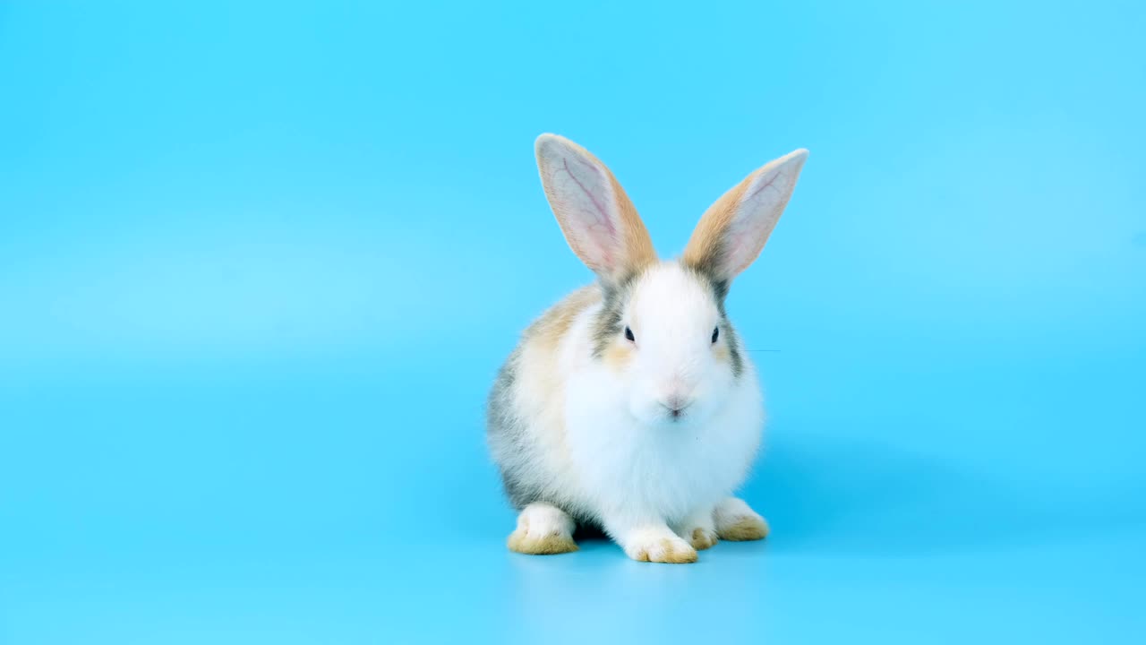 하 크림 토끼 파란 화면 배경에 많은 액션.