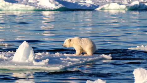 polar bear cub on ice floe