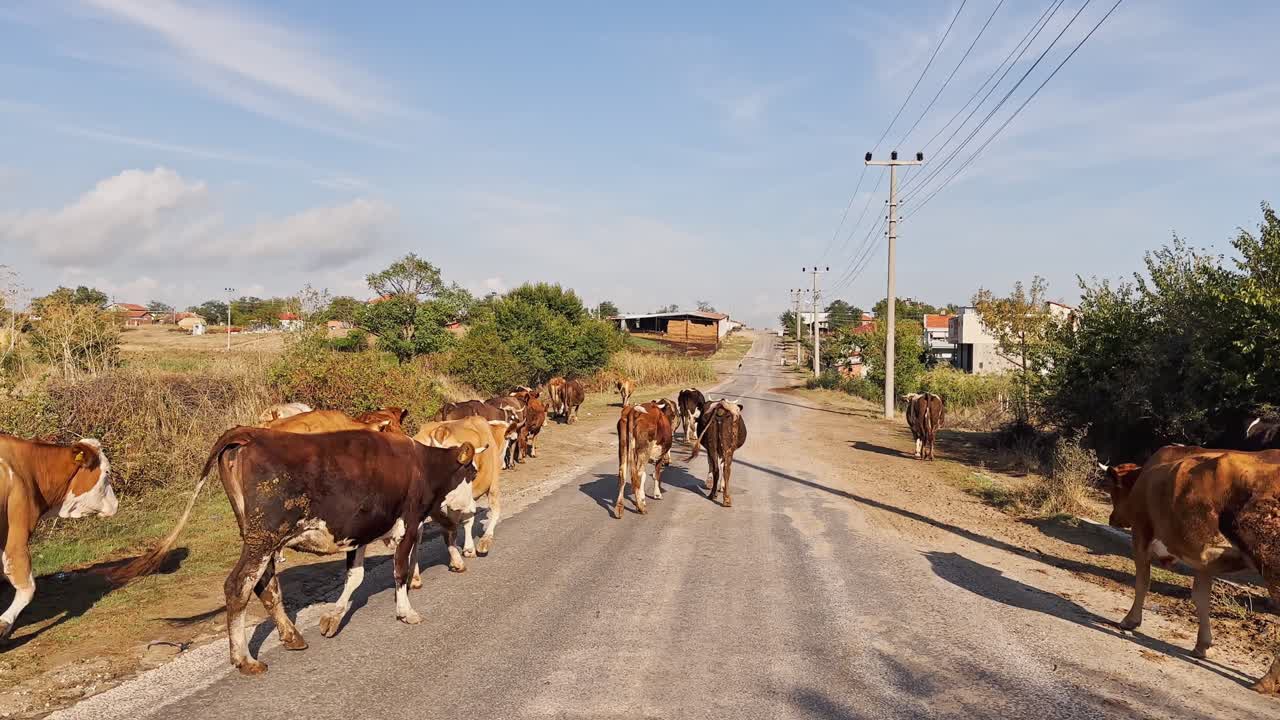 소, 송아지, 양, 염소가 마을 에서 잔디를 고 먹이를 먹고 있습니다.