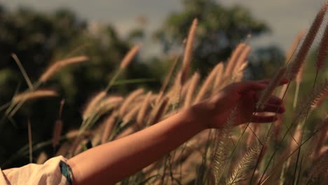 hand playing with the swaying grass in the breeze showing a dream like conceptual video showing the spring