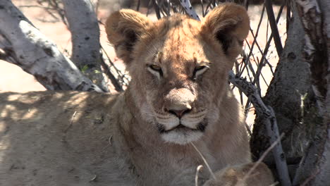 Un-León-Joven-En-El-Muy-Caluroso-Y-árido-Kalahari-Mirando-Brevemente-A-La-Cámara