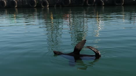 fur seal floats in city cape town harbor with flippers in the air