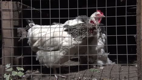 light sussex hens in chicken coup. summer. uk