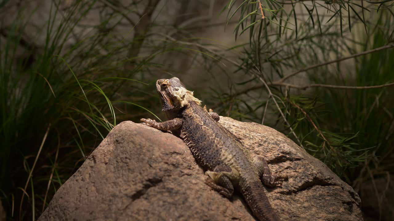 Iguana dragon type retile sunning in light on a rock with vegetation in the background
