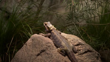 Iguana-Drachentyp-Retil,-Der-Sich-Im-Licht-Auf-Einem-Felsen-Mit-Vegetation-Im-Hintergrund-Sonnt