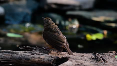 The-Abbot’s-Babbler-is-found-in-the-Himalayas-to-South-Asia-and-the-Southeast-Asia