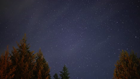 white clouds over the trees with starry sky in the background