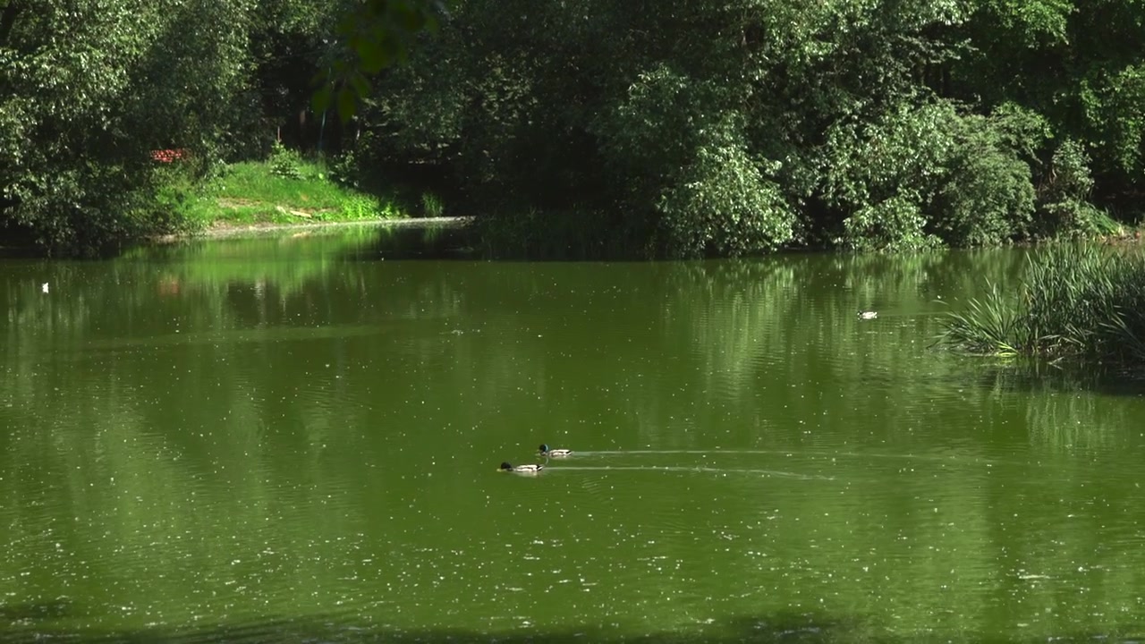 Two ducks swim from left toward right across green tinted pond beside reed lined shoreline, leaving faint wakes and expanding ripple rings on calm water under bright midday sunlight