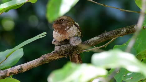 the javan frogmouth or horsfield's frogmouth is found in thailand and other asian countries