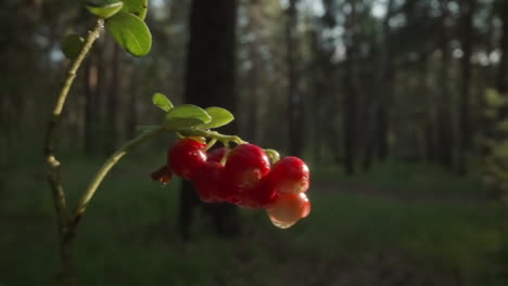 sunlit juicy red currants with water droplets on a forest backdrop with lens flare