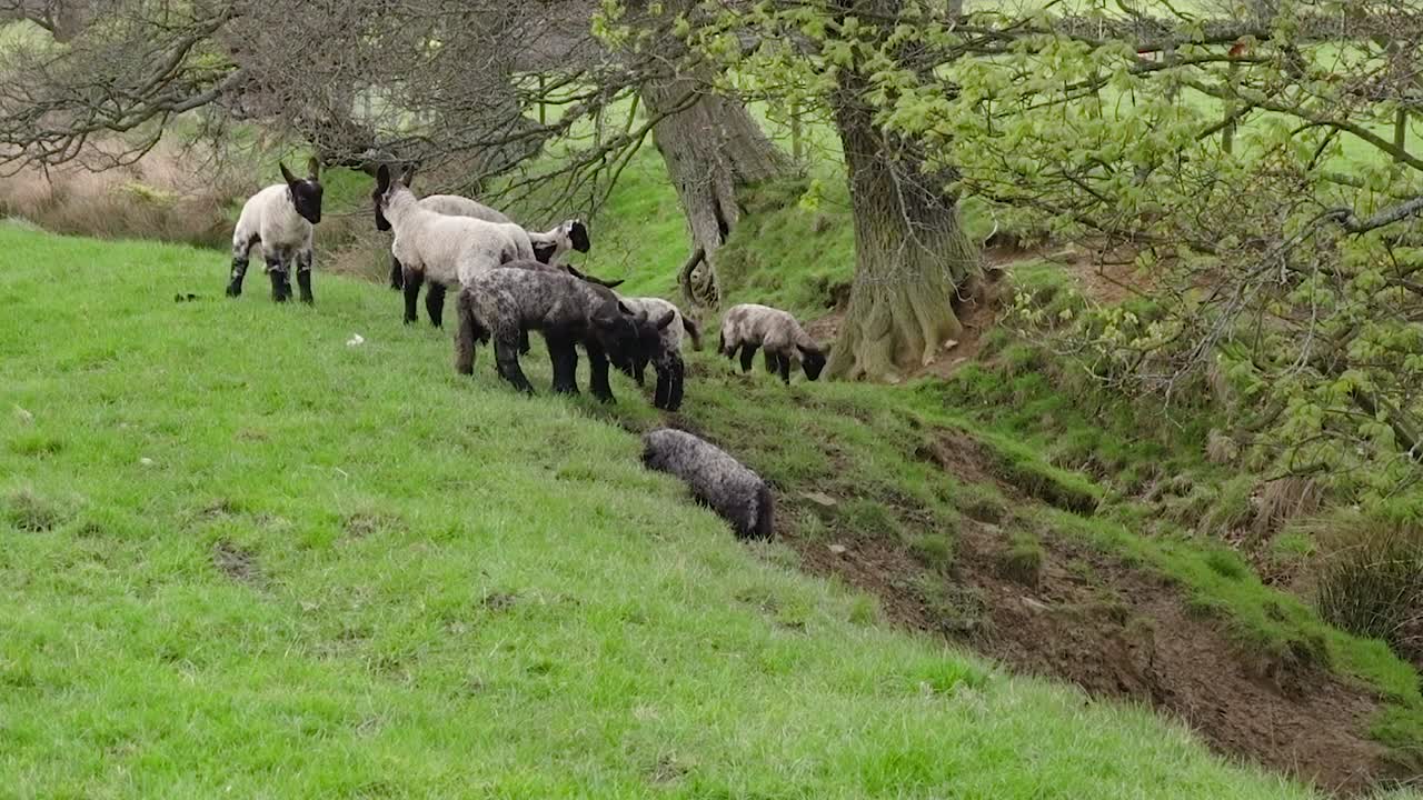 los corderos de primavera brincan y juegan a pelear en una ladera cubierta de hierba